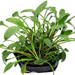 Cryptocoryne