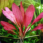 Echinodoren