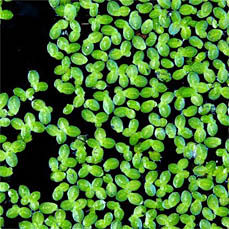 Lemna minor Lemna minor