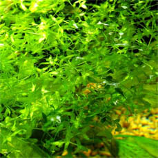 Lemna triscula Lemna triscula