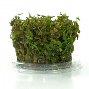 Rotala macrandra Invitro-Kultur – Dicht an dicht wachsen die Jungpflanzen heran.