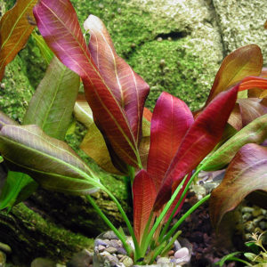 Barths Schwertpflanze submers im Aquarium Barths Schwertpflanze submers im Aquarium