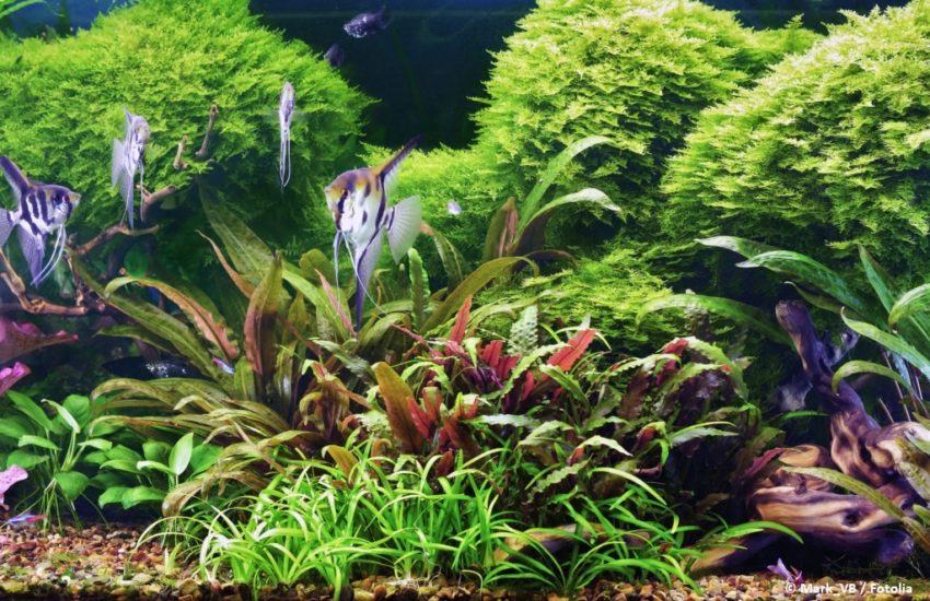 Algen im Aquarium bekämpfen
