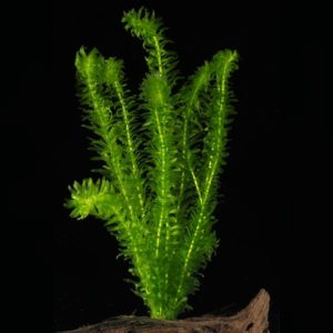 Wasserpest Egeria densa submerse Aquarienpflanze egeria_densa_submerse Aquarienpflanzen