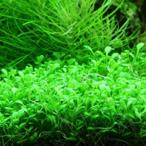 Glossostigma als Bodendecker im Aquarium