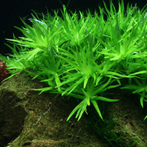 Aquarienpflanze auf Stein vor dunklem Hintergrund
