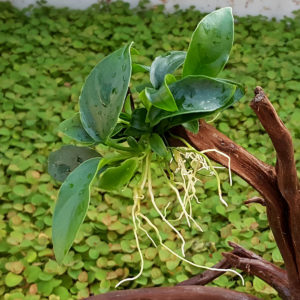 Anubias nana auf Spiderwood