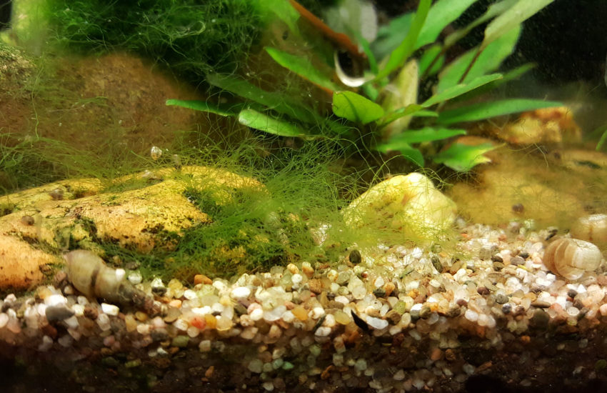 Bartalgen im Aquarium