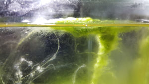Fadenalgen im Aquarium