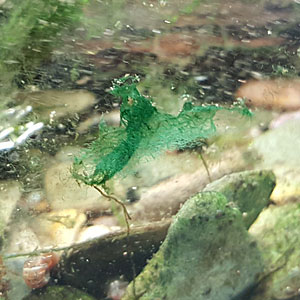 Blaualgen im Aquarium