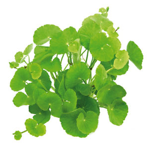 Brasilianischer Wassernabel – Hydrocotyle leucocephala