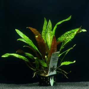 Cryptocoryne usteriana Cryptocoryne usteriana