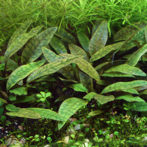Cryptocoryne purpurea
