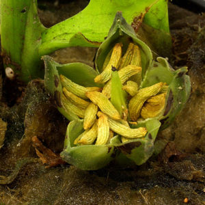 Cryptocoryne lingua Samenkapsel Cryptocoryne lingua Samenkapsel
