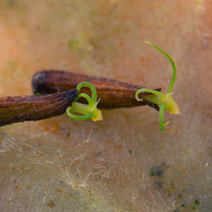 Cryptocoryne lingua Keimlinge Cryptocoryne lingua Keimlinge
