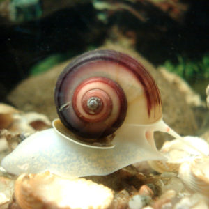 Apfelschnecke im Aquarium