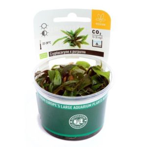 InVitro Aquarienpflanze schneckenfrei - Cryptocoryne