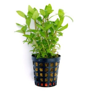 Aquarienpflanze im Topf einpflanzen - Staurogyne repens
