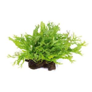 Garnelenbecken einrichten - Microsorum auf Wurzel