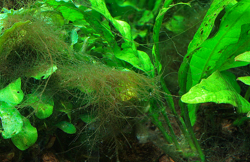 Rotalgen im Aquarium