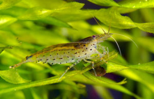Garnelensterben Aquarium