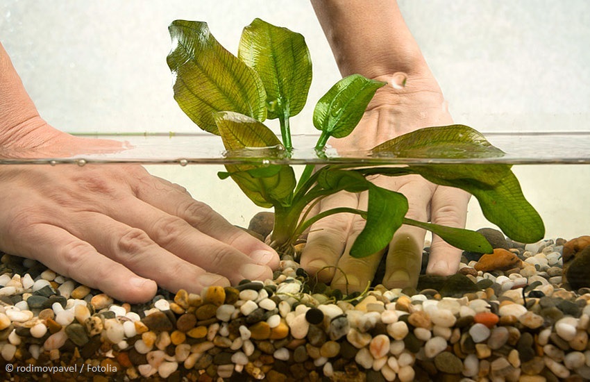 Aquarium Pflanzen einsetzen