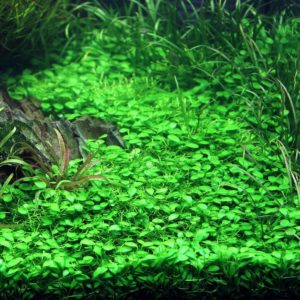 Naturaquarium Glossostigma