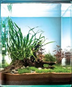 Naturaquarium Hintergrund