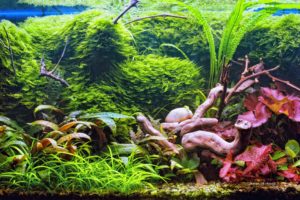 Hollandaquarium