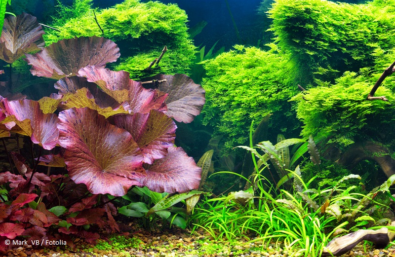 Aquarium für Anfänger
