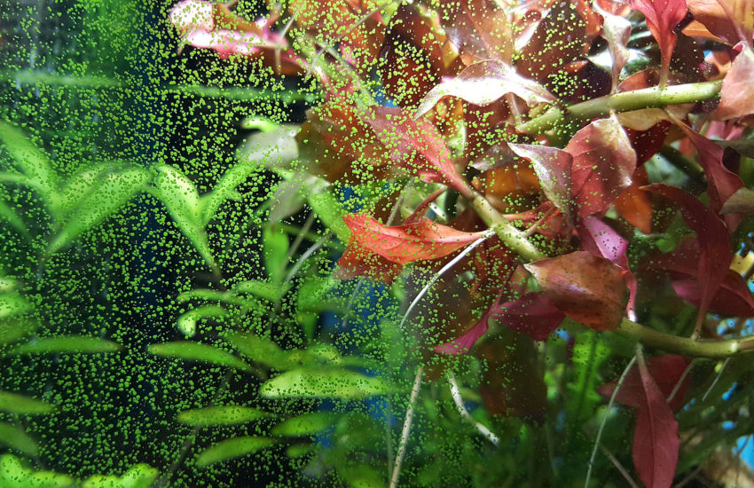 Punktalgen im Aquarium