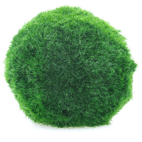 Aegagropila linnaei Algenball, Moosball, Mooskugel 3-4 cm