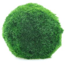 Aegagropila linnaei Algenball, Moosball, Mooskugel 3-4 cm