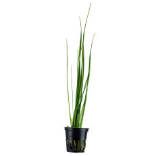 Vallisneria nana im Topf - pflegeleichte Aquarienpflanze