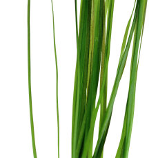 Vallisneria nana im Topf - pflegeleichte Aquarienpflanze