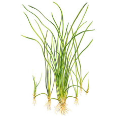 Vallisneria nana im Topf - pflegeleichte Aquarienpflanze