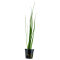 Vallisneria nana im Topf - pflegeleichte Aquarienpflanze