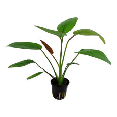 Echinodorus x barthii 072A Topf