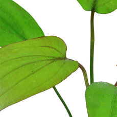 Echinodorus x barthii 072A Topf
