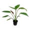 Echinodorus x barthii 072A Topf