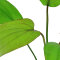 Echinodorus x barthii 072A Topf