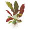Echinodorus x barthii 072A Topf