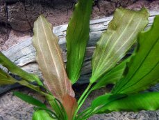 Echinodorus Rosé, Farbakzent im Aquarium