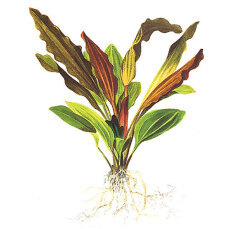 Echinodorus Rosé, Farbakzent im Aquarium