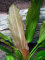 Echinodorus Rosé, Farbakzent im Aquarium