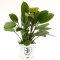 Echinodorus Rosé 072B XL Mutterpflanze