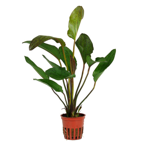 Tropica Echinodorus Ozelot, spektakuläre Blattfärbung