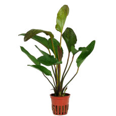 Tropica Echinodorus Ozelot, spektakuläre...