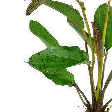 Tropica Echinodorus Ozelot, spektakuläre Blattfärbung