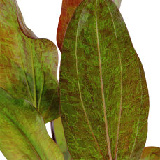 Tropica Echinodorus Ozelot, spektakuläre Blattfärbung